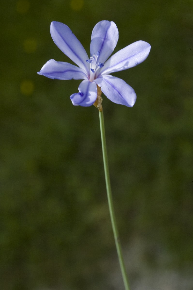 Aphyllanthes monspeliensis, Aphyllanthes